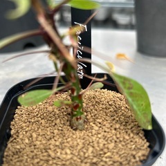 フォークイエリア　ファシクラータの画像