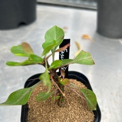 フォークイエリア　ファシクラータの画像