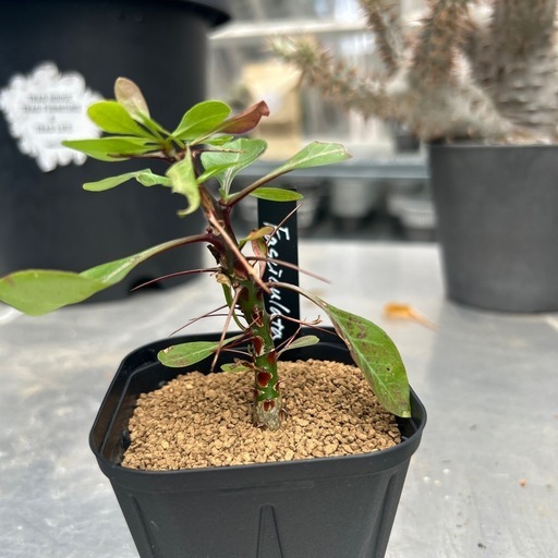 フォークイエリア ファシクラータ