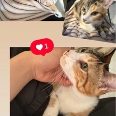11月9日（日）💖ほごねこ譲渡会💖参加猫は20匹以上🐈小郡市力武...