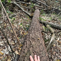 薪 大量の広葉樹あげますの画像