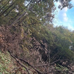 薪 大量の広葉樹あげますの画像