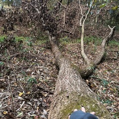 薪 大量の広葉樹あげますの画像