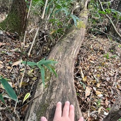 薪 大量の広葉樹あげますの画像