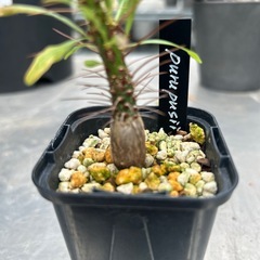 フォークイエリア　プルプシーの画像