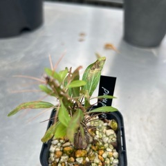 フォークイエリア　プルプシーの画像