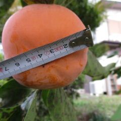 甘い　富有柿？10個の画像