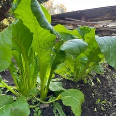 【数量限定】信州の冬菜　(農薬不使用)の画像