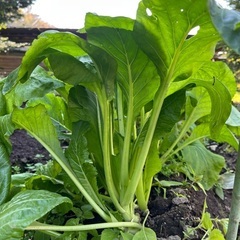 【数量限定】信州の冬菜　(農薬不使用)の画像
