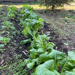 【数量限定】信州の冬菜　(農薬不使用)の画像