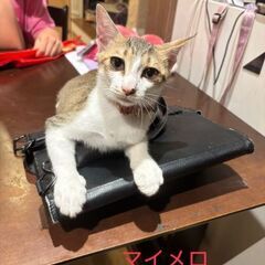 【11月16日(日曜日)　🌟久留米上津カフェ1123さん🌟譲渡会...