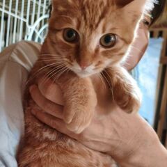 【11月16日(日曜日)　🌟久留米上津カフェ1123さん🌟譲渡会...