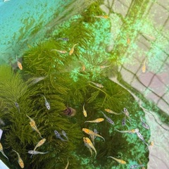 【お渡し決まりました】メダカ　夜桜15匹の画像