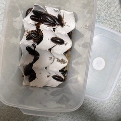 デュビア　成体の画像