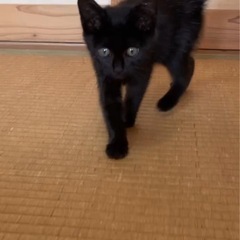 甘えん坊の黒猫ちゃん♡生後1ヶ月♡女の子！ - 猫