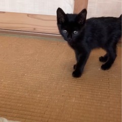 甘えん坊の黒猫ちゃん♡生後1ヶ月♡女の子！