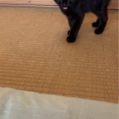 甘えん坊の黒猫ちゃん♡生後1ヶ月♡女の子！ - 大田区