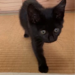 甘えん坊の黒猫ちゃん♡生後1ヶ月♡女の子！ − 東京都