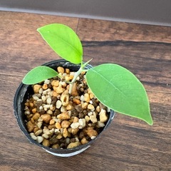 観葉植物2種セットの画像