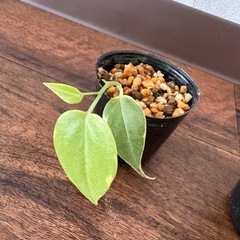 観葉植物2種セットの画像