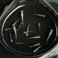 メダカ　墨武15匹の画像