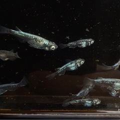 メダカ　墨武15匹の画像