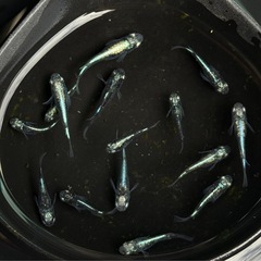 メダカ　墨武15匹の画像