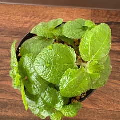 ピレア・ヌンムラリフォリアの画像