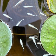 メダカみゆき稚魚　10匹
の画像