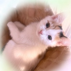 🩷まにちゃん、女の子里親様募集🩷