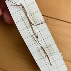 オーナメントの画像