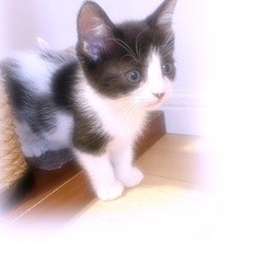 🩷まやちゃん、女の子里親様募集🩵