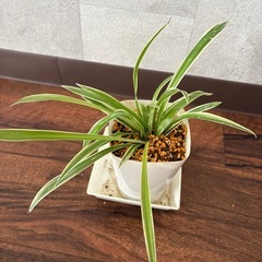 オリズルランの画像