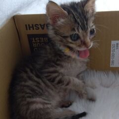 9/20頃生　キジトラ女の子里親さん募集します🐈 − 神奈川県