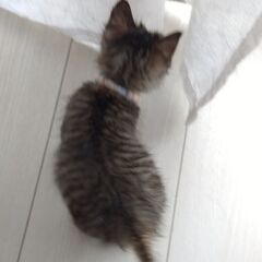 9/20頃生　キジトラ女の子里親さん募集します🐈 - 里親募集