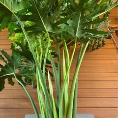 セロームの画像