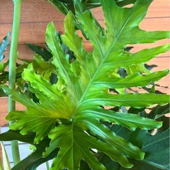 セロームの画像