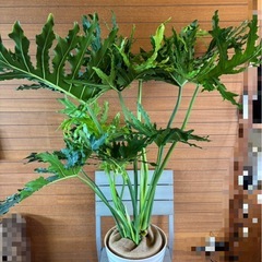 セロームの画像