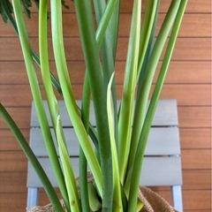 セロームの画像