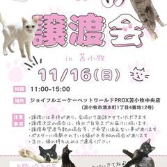 【苫小牧】保護猫の譲渡会inジョイフルAKペットワールド苫…