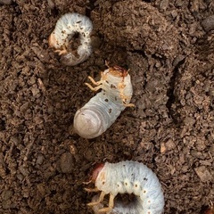 ヘラクレスオオカブト　幼虫の画像