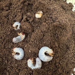 ヘラクレスオオカブト　幼虫の画像