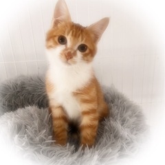 🙂ぽの君里親様募集🙂