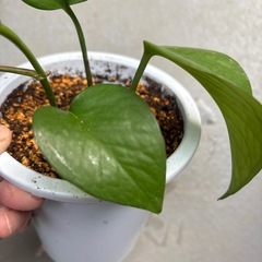 ポトス パーフェクトグリーンの画像