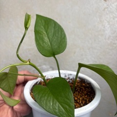 ポトス パーフェクトグリーンの画像