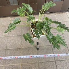 観葉植物の画像