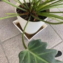 観葉植物の画像