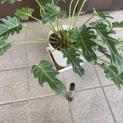 観葉植物の画像