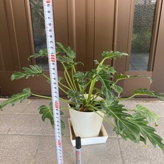 観葉植物の画像