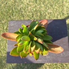 Ａ　クラックス 火祭りの画像